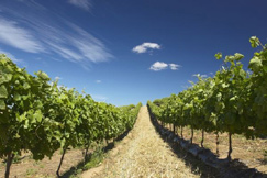 South African wine industry 'optimistic' South African wine industry 'optimistic'