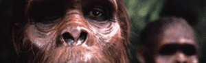 Image courtesy Cradle of Humankind