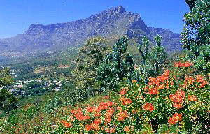 Cape Floral Region. Image courtesy South African Tourism