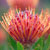 Gallery: South Africa's plant life