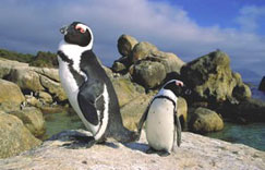 Jackass penguins on Boulders Beach in Cape Town Jackass penguins on Boulders Beach in Cape Town