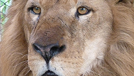 rescued lion named iron south africa, lion, rescued lions, 33 lions, circus lions, animal international defenders, emoya big cat sanctuary, limpopo